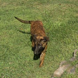 Dutch Shepherd Puppies from Acadia CanineTM