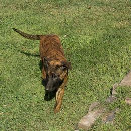 Dutch Shepherd Puppies from Acadia CanineTM