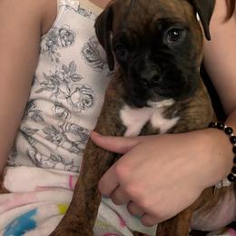 Boxer puppies from Ivylane Boxers & Boston Terriers