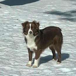 Zulu - Toy Australian Shepherd