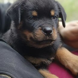 Rottweiler Puppies from Harris Hill Rottweilers