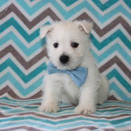 Cairn Terrier and West Highland White Terrier Puppies from Linda’s Lovable Pups