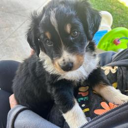 Lance - Black tri-color male Australian Shepherd puppy in Cypress, Texas from Cypress Aussies