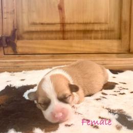 Female 2 - Red female Pembroke Welsh Corgi puppy in Johnson City, Texas from McCall Creek Corgis