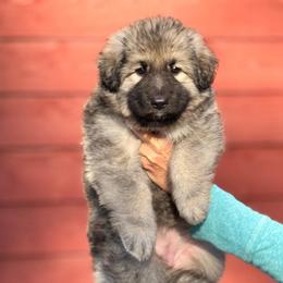 Piper - Gray sable female Shiloh Shepherd puppy in Plant City, Florida from Look Up Shilohs