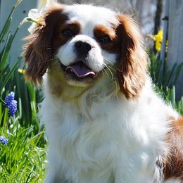 Cavalier King Charles Spaniels and Pembroke Welsh Corgis from Wind Dial Farm