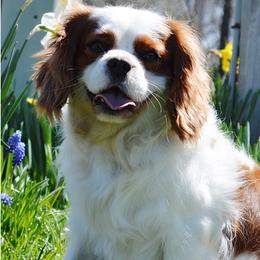 Cavalier King Charles Spaniels and Pembroke Welsh Corgis from Wind Dial Farm