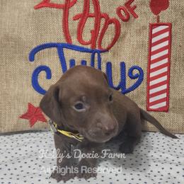 Chocolate Male Smooth Coat Yellow Collar - Chocolate male Dachshund puppy in Cleveland, Tennessee from Kelly's Doxie Farm