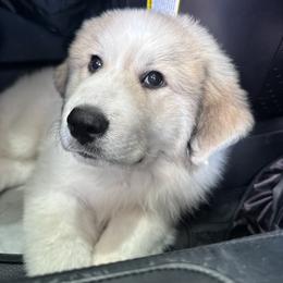 Great Pyrenees Puppies from McCarthy Ranchette LLC
