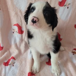 Salem - Black and white female Border Collie puppy in Watsontown, Pennsylvania from Kate Gresham