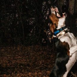 Redbone Coonhounds and Treeing Walker Coonhounds from Foster Creek Coonhounds