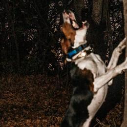Redbone Coonhounds and Treeing Walker Coonhounds from Foster Creek Coonhounds