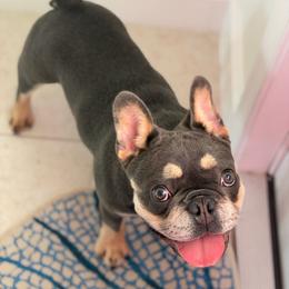 Prince Naveen - Blue male French Bulldog puppy in Port St Lucie, Florida from Infinity French Bulldogs