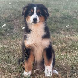Exempt- black tri female 5 - Black tri-color female Australian Shepherd puppy in Chehalis, Washington from Wandering Acres Ranch