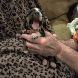 Basset Hound Puppies from Red Hill Bassets