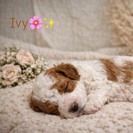 Ivy - White female Cavapoo puppy in South Jordan, Utah from Wasatch Pup