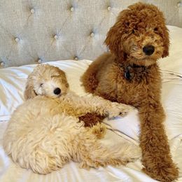 Goldendoodles from Canoodle Doodles