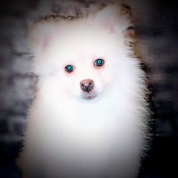 Pomeranian and Pomsky Puppies from Pom Pom Pomskies-TN