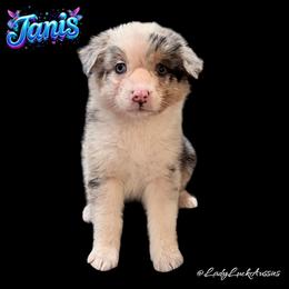 JANIS - Blue Merle Female - Blue merle female Australian Shepherd puppy in Gainesville, Texas from Lady Luck Aussies