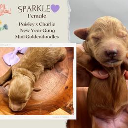 Sparkle - Red  female Goldendoodle puppy in Hilton, New York from The House of Goldendoodle