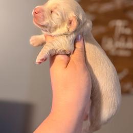 Mary - Cream female Dachshund puppy in Conway, Missouri from Ozark Mountain Kennel
