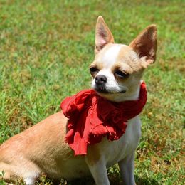 Tawny - Chihuahua