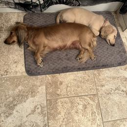 Dachshund Puppies from Honey Creek Dachshunds
