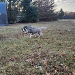 Siberian Husky Puppies from Spirit of the Moon Siberians