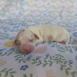 Cavapoo Puppies from Deshea LeBlanc