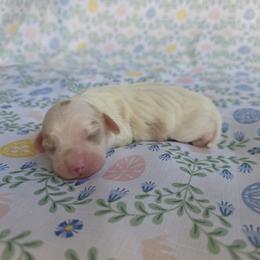 Cavapoo Puppies from Deshea LeBlanc