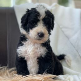 Thyme - Black and white male Assorted Doodle Crosses puppy in Rocky Point, North Carolina from CelticDoods