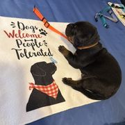 Orange collar - A litter - Black and tan female Beauceron puppy in Sterling, Illinois from Beaucerons of Tempete De Hope