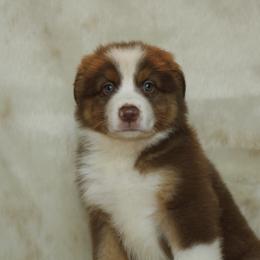 Zayda - Red tri-color female Australian Shepherd puppy in Richmond, Texas from Big Zen Aussies
