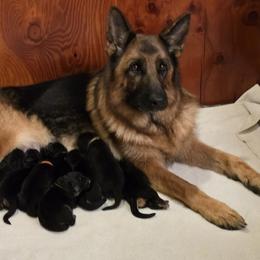 Viva - German Shepherd
