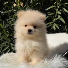 Messi - Cream male Pomeranian puppy in Los Angeles, Santa Clarita, California from LT_Poms
