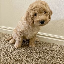 Bernedoodle and Labradoodle Puppies from Royal Doodles