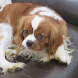 Ruger - Cavalier King Charles Spaniel