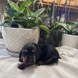 Professor Severus Snape - Black tan and white male Basset Hound puppy in Leroy, Michigan from Iron Sentry Farms