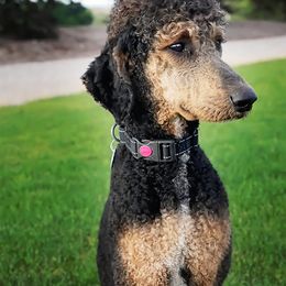 Griffin - Poodle