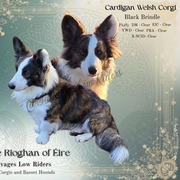 Frankie - Cardigan Welsh Corgi