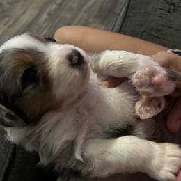 Miniature American Shepherd Puppies from TimberRidge