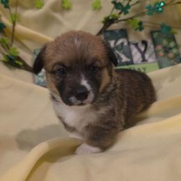 Coco - Red female Pembroke Welsh Corgi puppy in Decatur, Illinois from Smilin Corgis