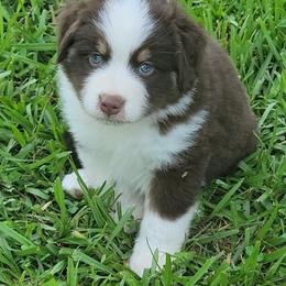 Miniature American Shepherd and Miniature Australian Shepherd Puppies from Cane Creek Aussies