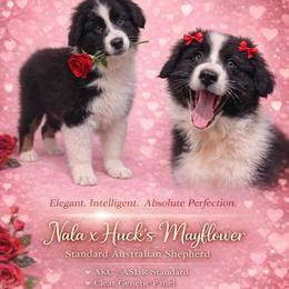 (5) Mayflower 1620 - Black tri-color female Australian Shepherd puppy in Huntington, Texas from JKKJ Farms