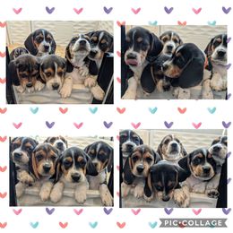 Beagle Puppies from Jennifer Knapp's Beagles