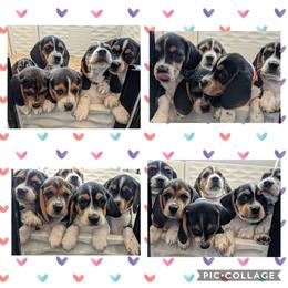 Beagle Puppies from Jennifer Knapp's Beagles