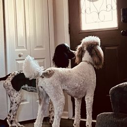 Poodle All Grown Up from Knight’s Standard Poodles