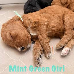Mint Girl (Molly) - Yellow and white female Bernedoodle puppy in Moulton, Alabama from Triple W Doodles