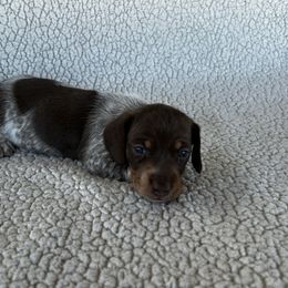 Choc-Tan Pie - Chocolate and tan female Dachshund puppy in Ledbetter, Texas from Big Dream Acres