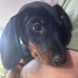 Dachshunds from Bowland Farms - Daphnes Doxies